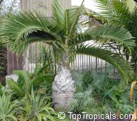 Hyophorbe lagenicaulis, Mascarena lagenicaulis, Bottle Palm