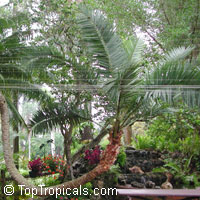 Phoenix reclinata, Reclinata Date Palm, Senegal Date, African Wild Date
