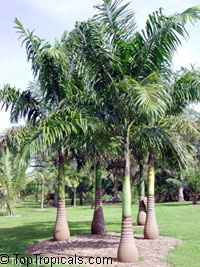 Roystonea elata, Roystonea oleracea, Roystonea regia, Florida Royal Palm