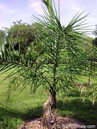Syagrus Hybrids, Syagrus costae, Syagrus fexuosa, Syagrus picrophylla, Syagrus