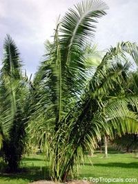 Orbignya speciosa, Attalea speciosa