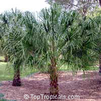 Livistonia (Livistona) decipiens, Australian Ribbon