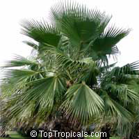 Washingtonia robusta Washingtonia robusta