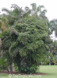 Caryota mitis, Fish Tail 