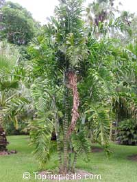Dypsis lanceolata