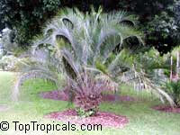 Butia eriospatha, Cocos eriospatha , Jelly Palm