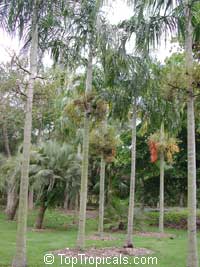 Veitchia montgomeryana Veitchia montgomeryana