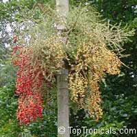 Veitchia montgomeryana Veitchia montgomeryana