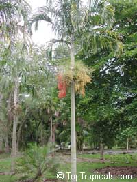 Veitchia montgomeryana Veitchia montgomeryana