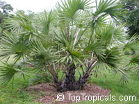 Hyphaene coriacea, Hyphaene natalensis, Elala Palm