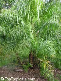 Syagrus Hybrids, Syagrus costae, Syagrus fexuosa, Syagrus picrophylla, Syagrus