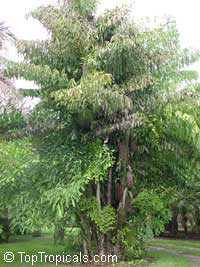 Caryota mitis, Fish Tail 