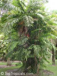 Ptychosperma macarthurii, Macarthur Palm, Macarthur Feather Palm