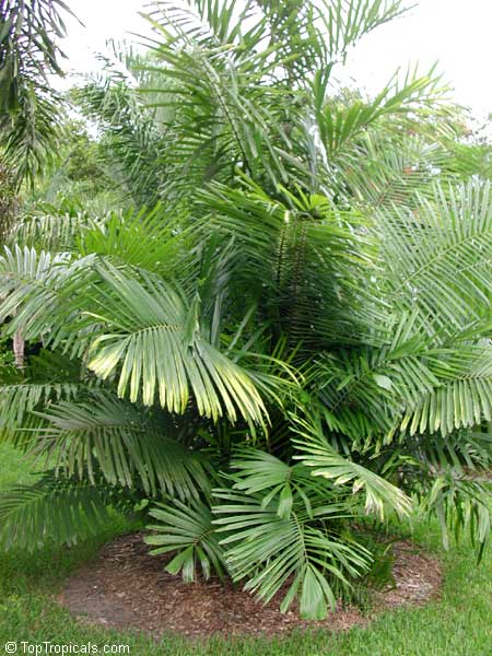Arenga Palm