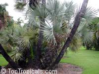 Hyphaene coriacea, Hyphaene natalensis, Elala Palm