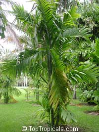 Areca catechu, Areca triandra, Areca Palm, Betel Nut , Bunga, Pinang Areca catechu, Areca triandra, Areca Palm, Betel Nut , Bunga, Pinang