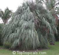 Nannorrhops ritchiana Nannorrhops ritchiana