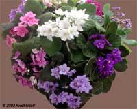 Saintpaulia ionantha Saintpaulia ionantha