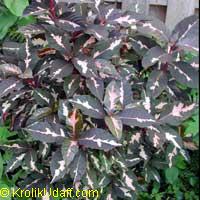 Graptophyllum pictum, Justicia picta, Graptophyllum hortense, Caricature Plant
