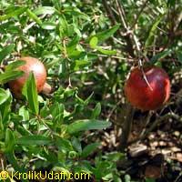 Punica granatum Nana, Dwarf Pomegranate