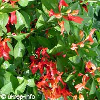 Ruttya fruticosa Orange, Rabbit ears, Orange bird, Hummingbird plant