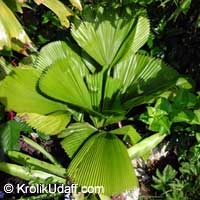 Licuala grandis, Ruffled Fan Palm