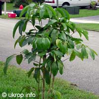 Schefflera digitata, Umbrella Tree