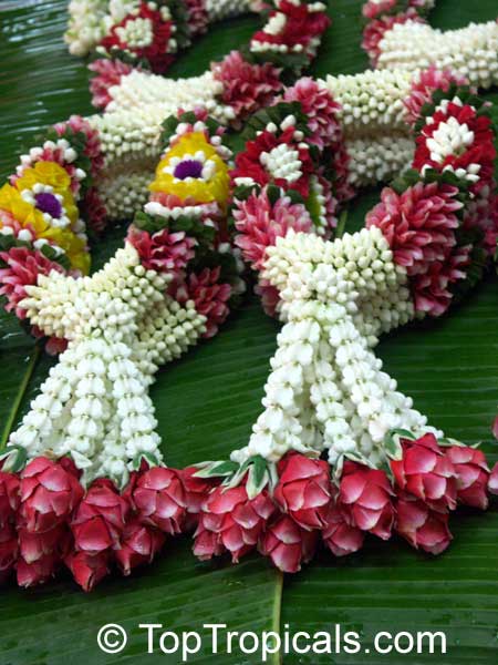 In Bali other flowers are used for the wedding such as the yellow and white