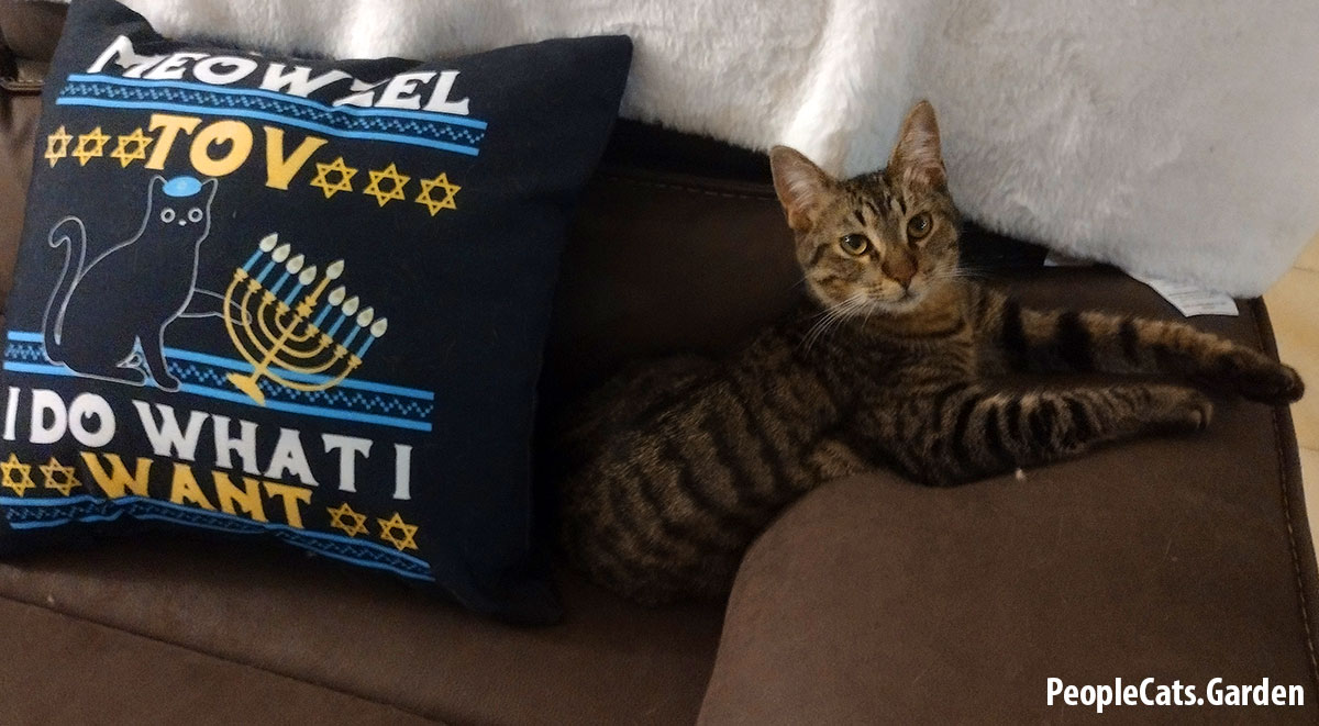 European Shorthair Cat on a couch