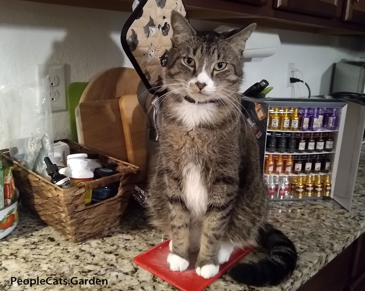 European Shorthair Cat in the kitchen