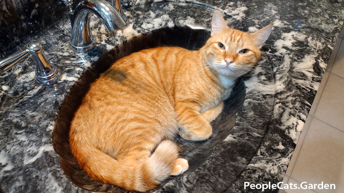 European Shorthair Orange Cat in a sink