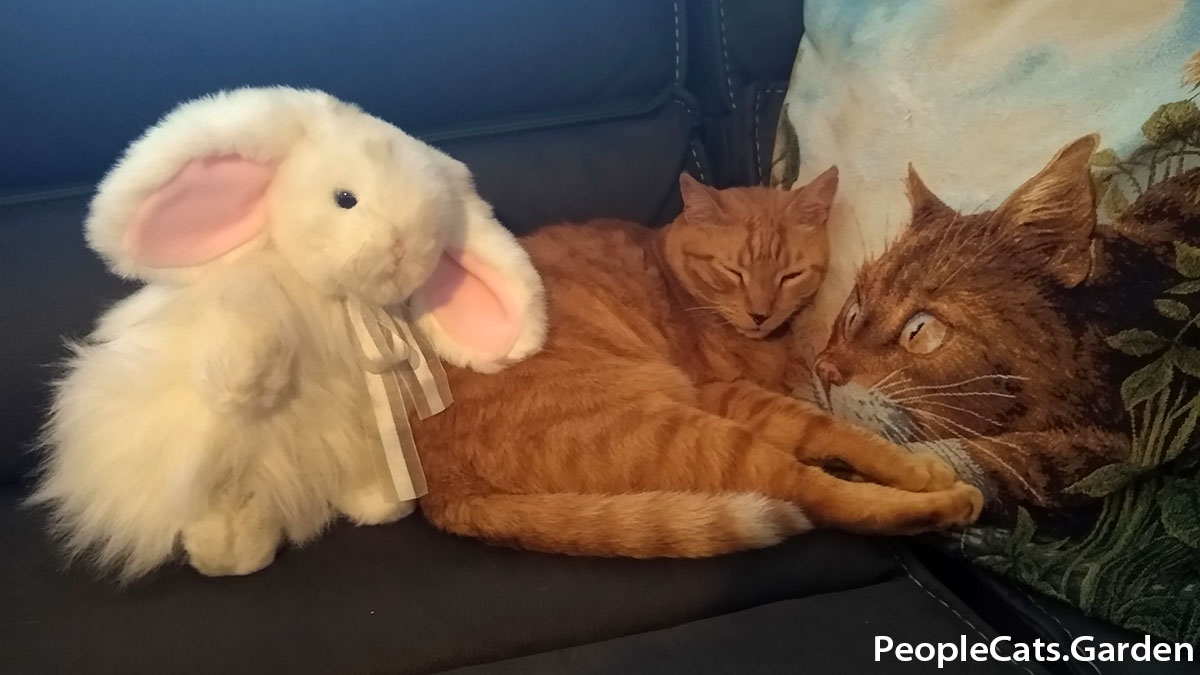 European Shorthair Orange Cat with a Bunny