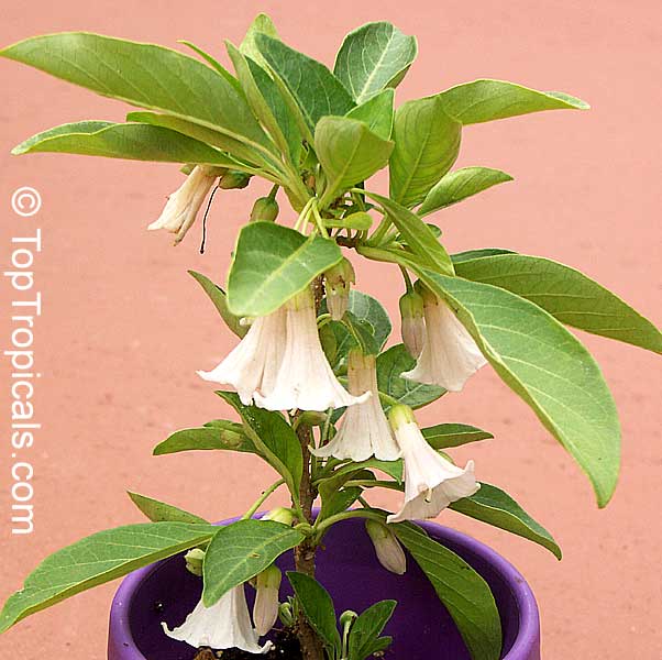 EPIN Plant Magic Growth Stimulator