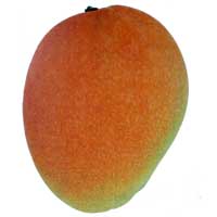 Glenn Mango