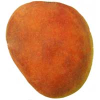 Jakarta Mango