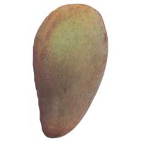 Okrung Mango
