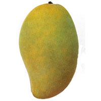 Philippine Mango