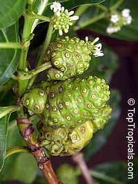 Morinda citrifolia - Noni