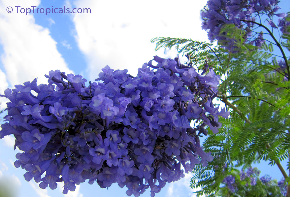Jacaranda tree. Blue flowers