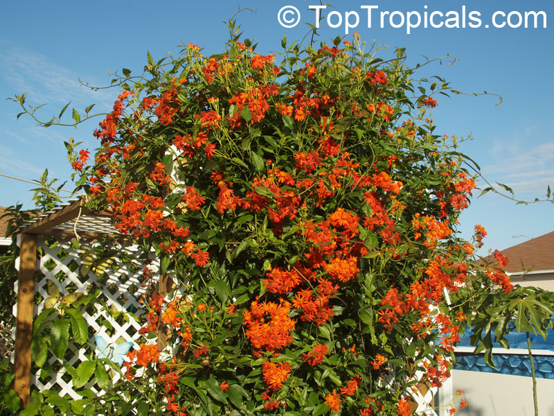 orange flowering vines / Newsletter 22, 2011 February TopTropicals