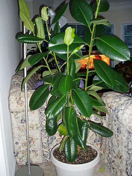  a healthier environment within your house is to grow some indoor plants.