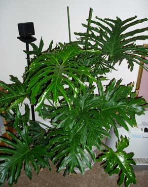 Philodendron selloum (bipinnatifidum)