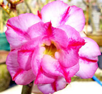 Adenium Amazing Triple, Grafted

Click to see full-size image