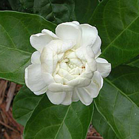 Jasminum Sambac, Grand Duke