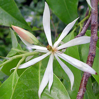 Magnolia (Michelia) Alba, White Champak