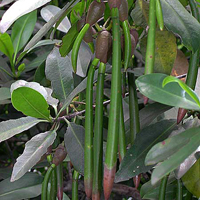 Rhizophora mangle, Red Mangrove