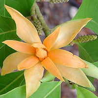 Magnolia (Michelia) champaca, Joy Perfume Tree