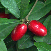 Synsepalum dulcificum, Miracle Fruit