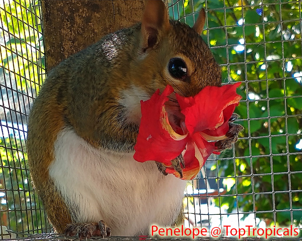 Penelope the Squirrel