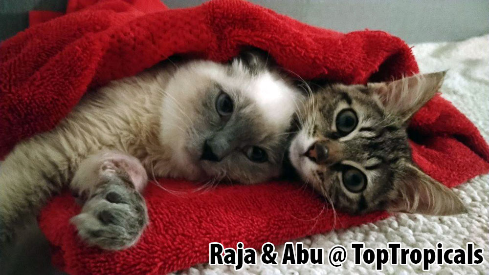 Raja & Abu kittens